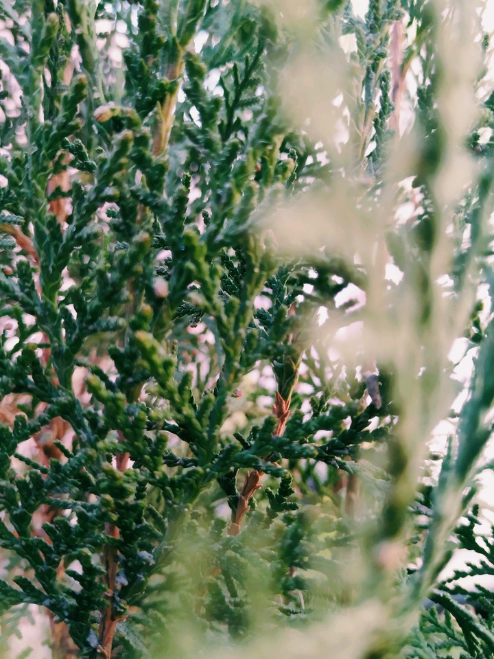 white_cedar