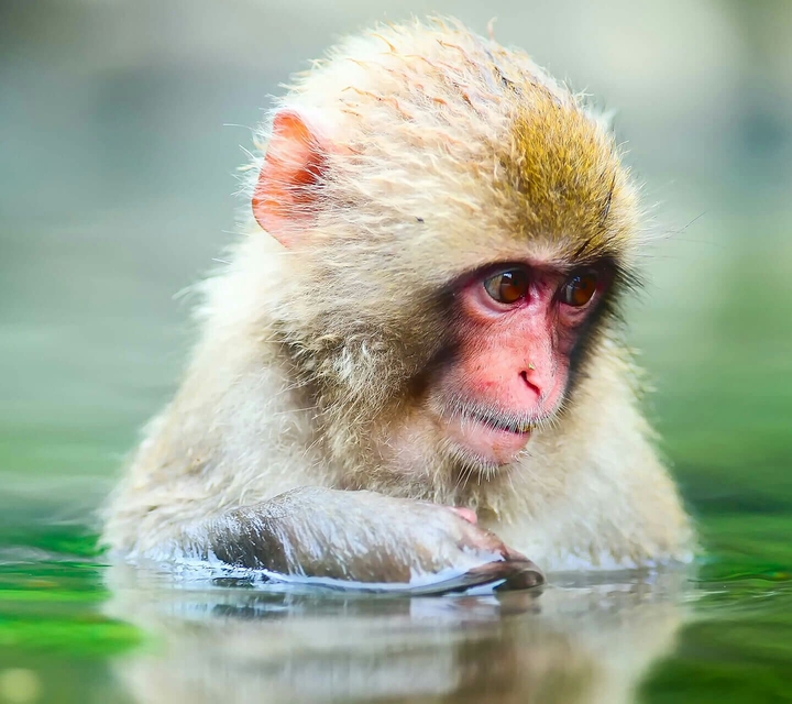 Cute Monkey