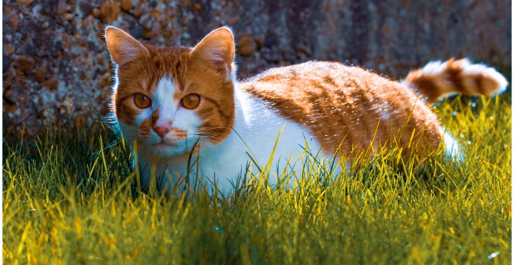 cat ?