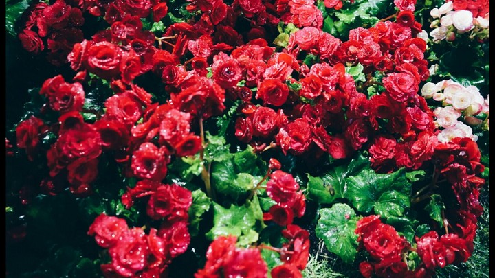 rose