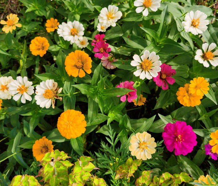 Wildflowers