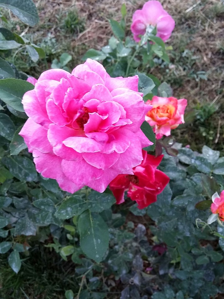 iran. shiraz. eram garden