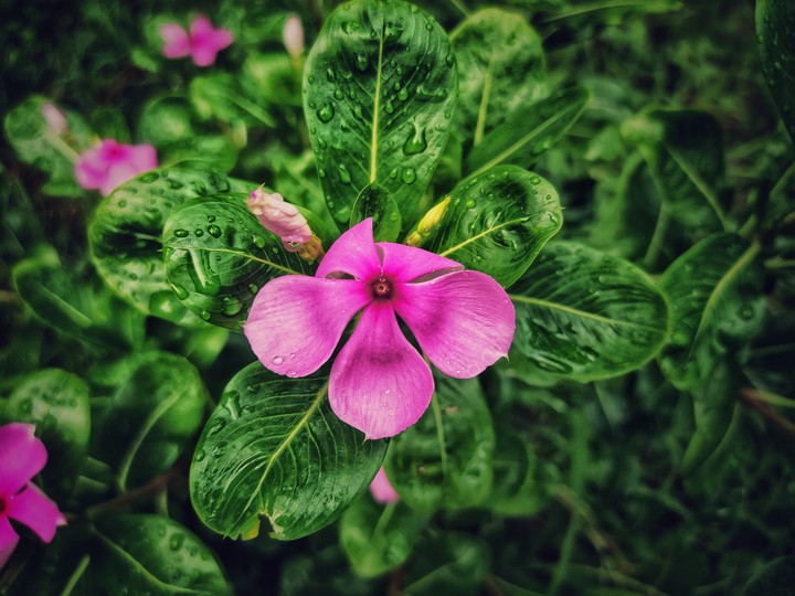 flower ?