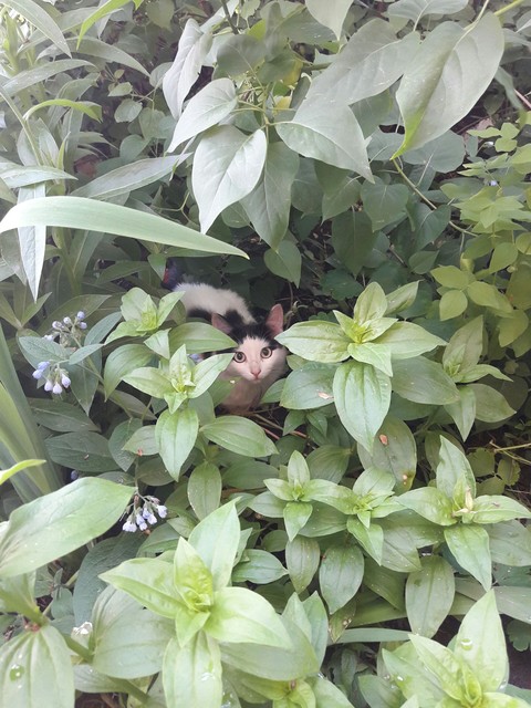 кот