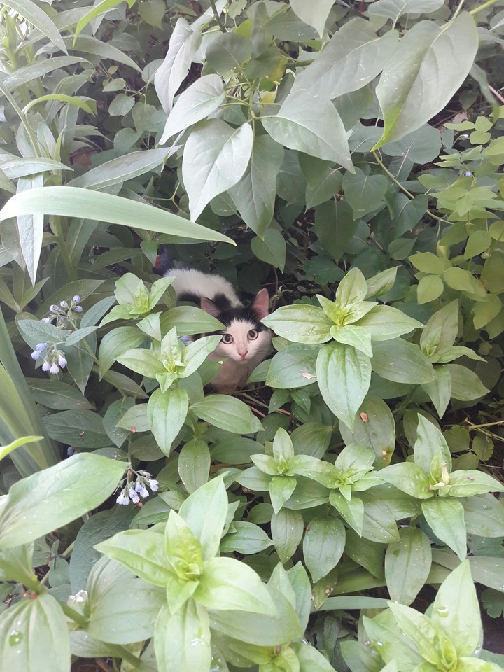 кот