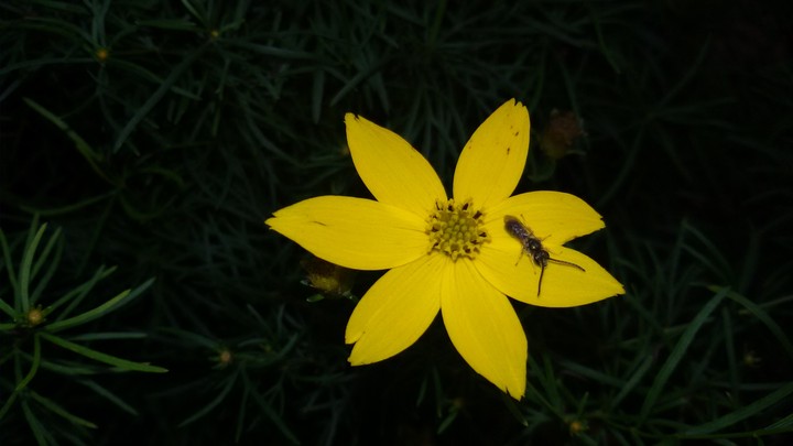 nature