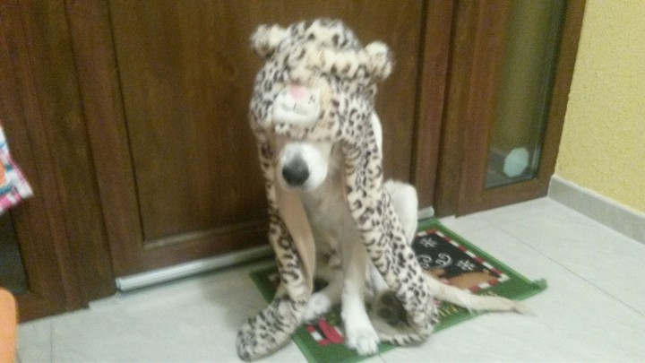 This is a cheetah or a dog