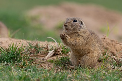 snout, rodent duvar kağıtları
