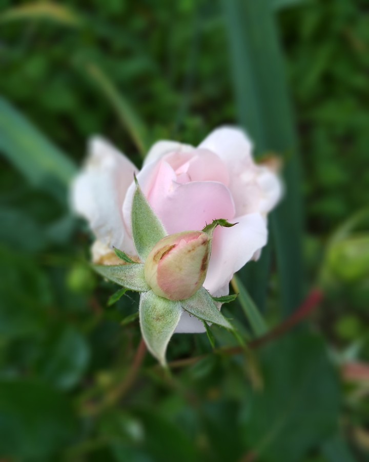 rose