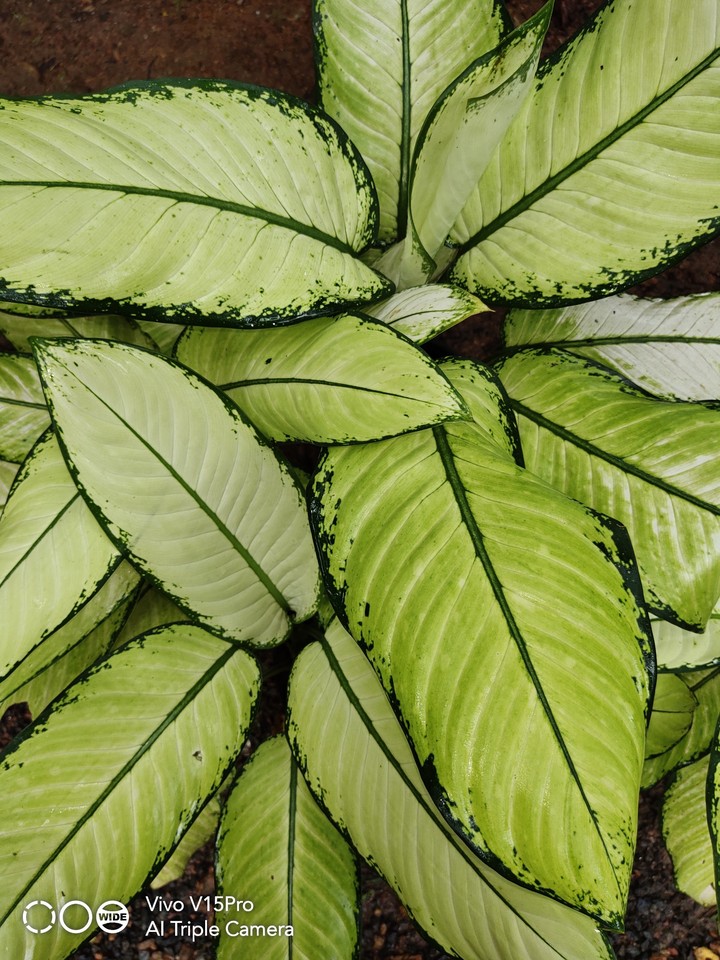 trendy green leaves