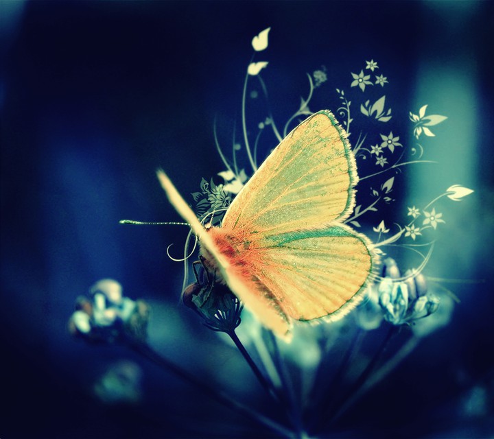 butterfly