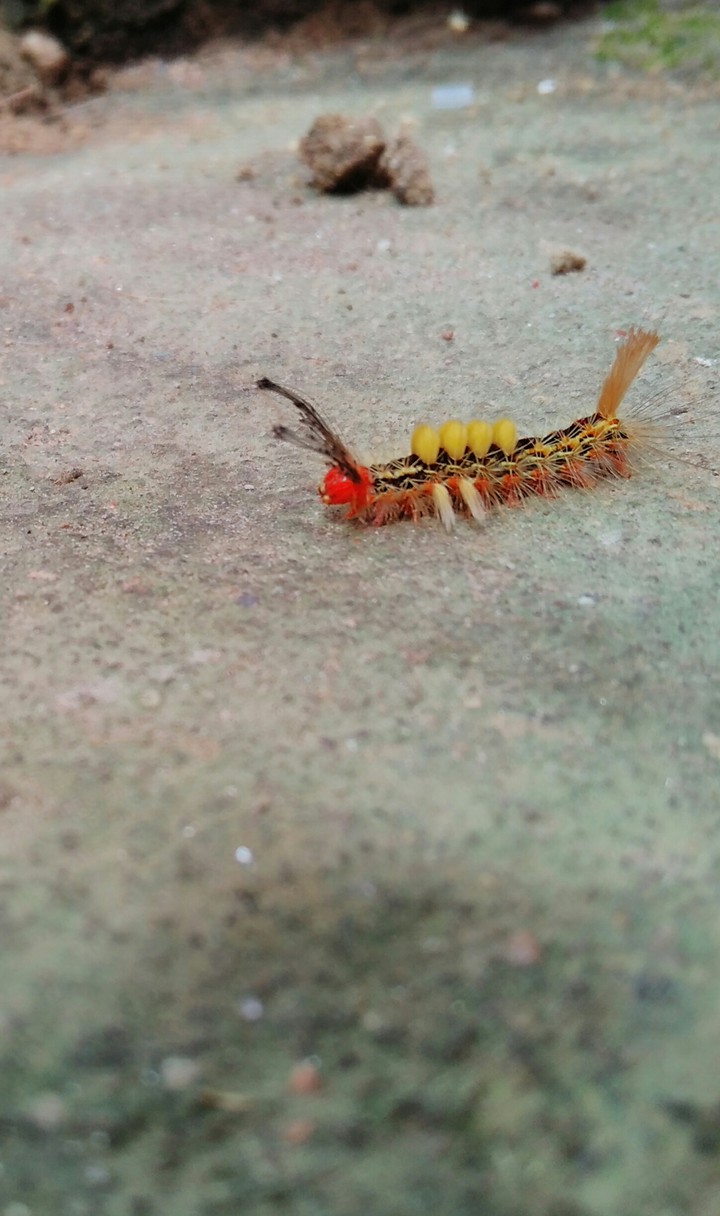 Caterpillar