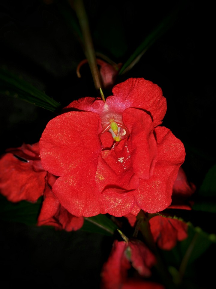red dorseles
