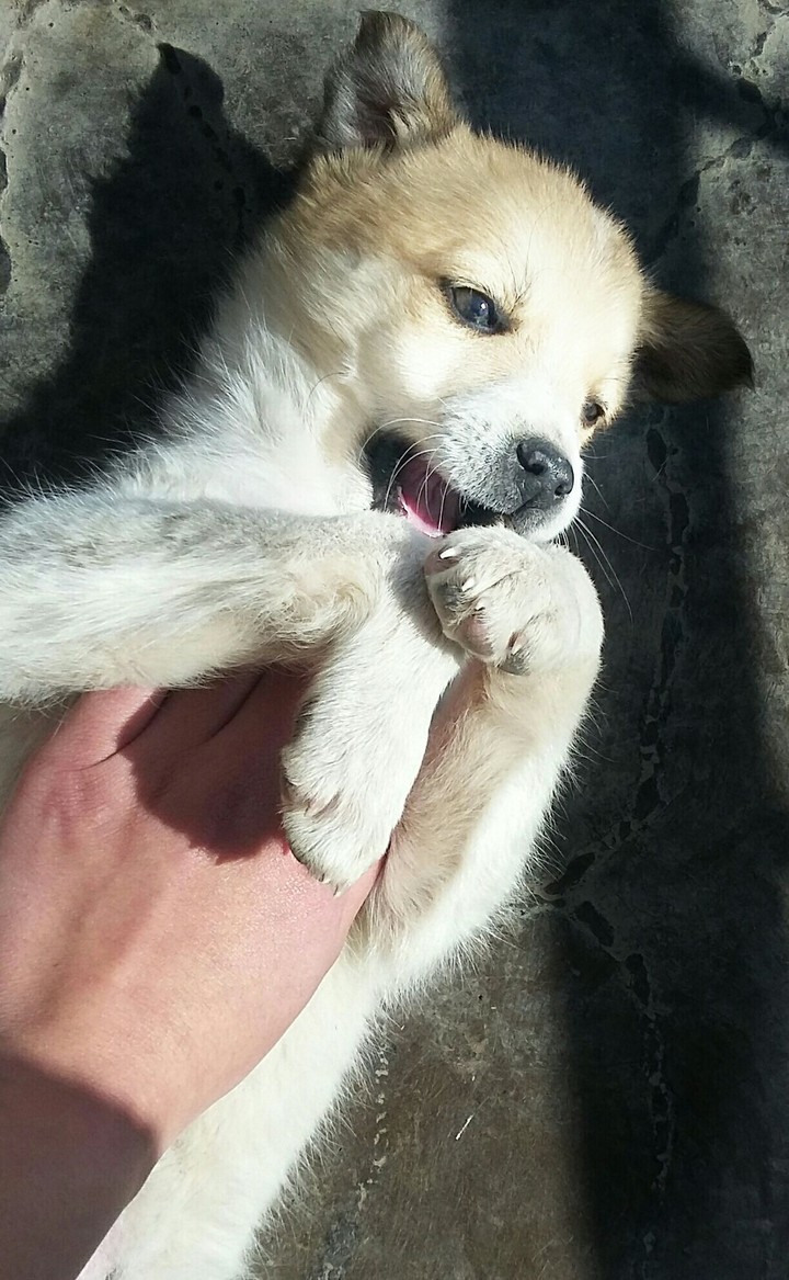 собачка