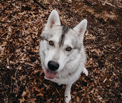 snout, wolfdog वॉलपेपर