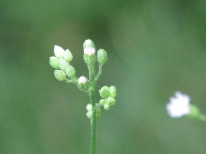 the white corn flower