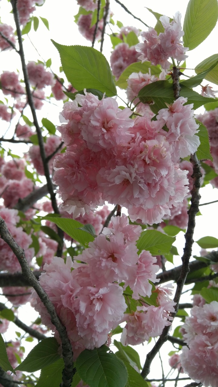 Pink Blossom Blooms