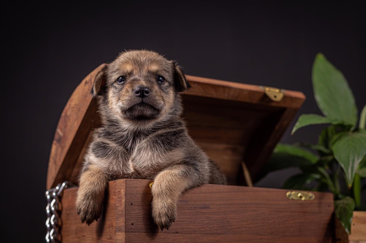 cão de guarda