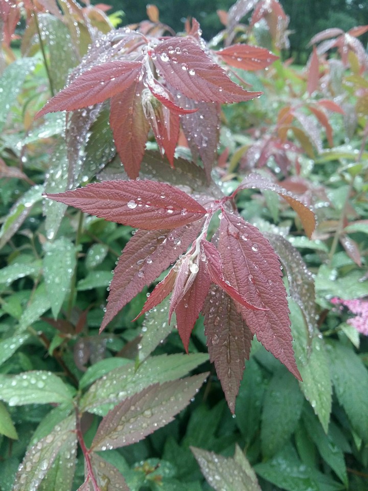 Rain