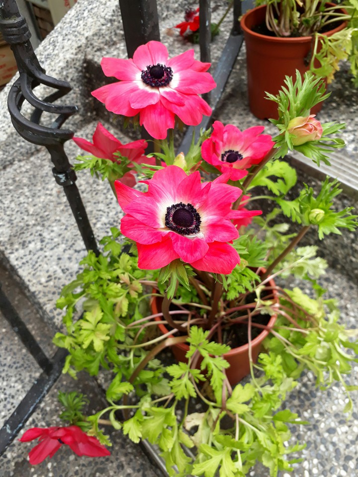 chrysanthemum 菊