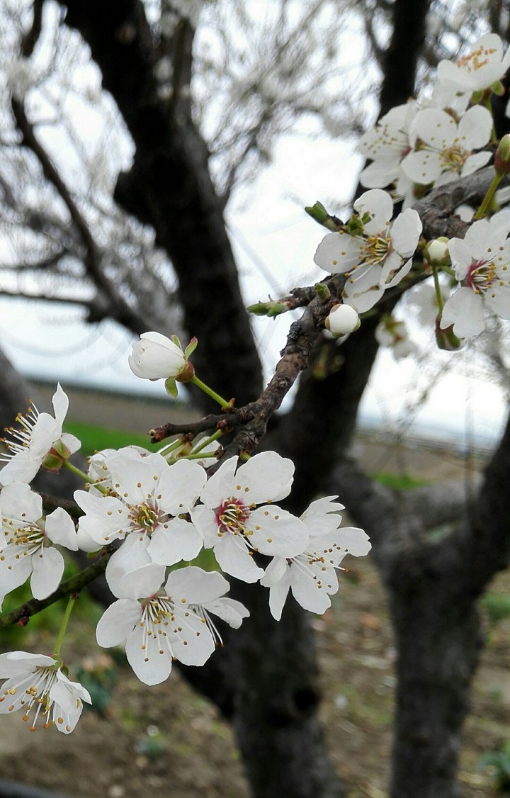 spring