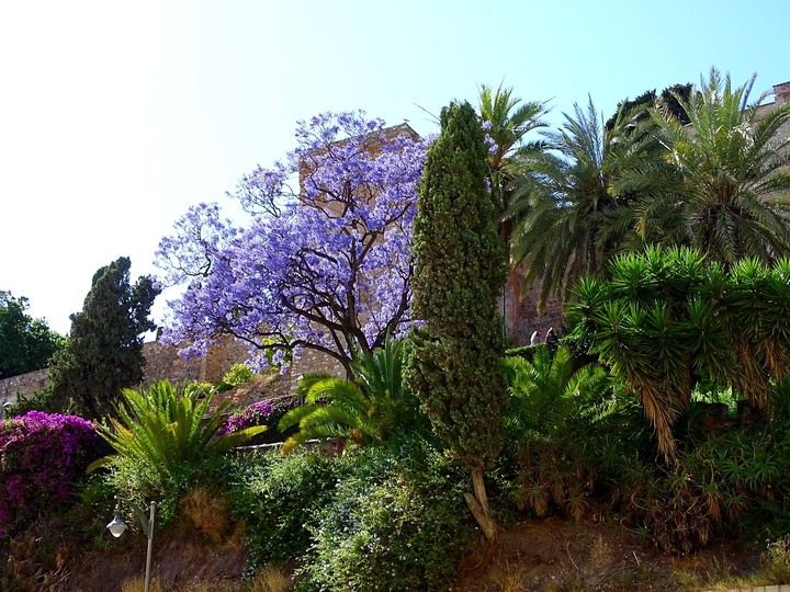Trees in Malága city