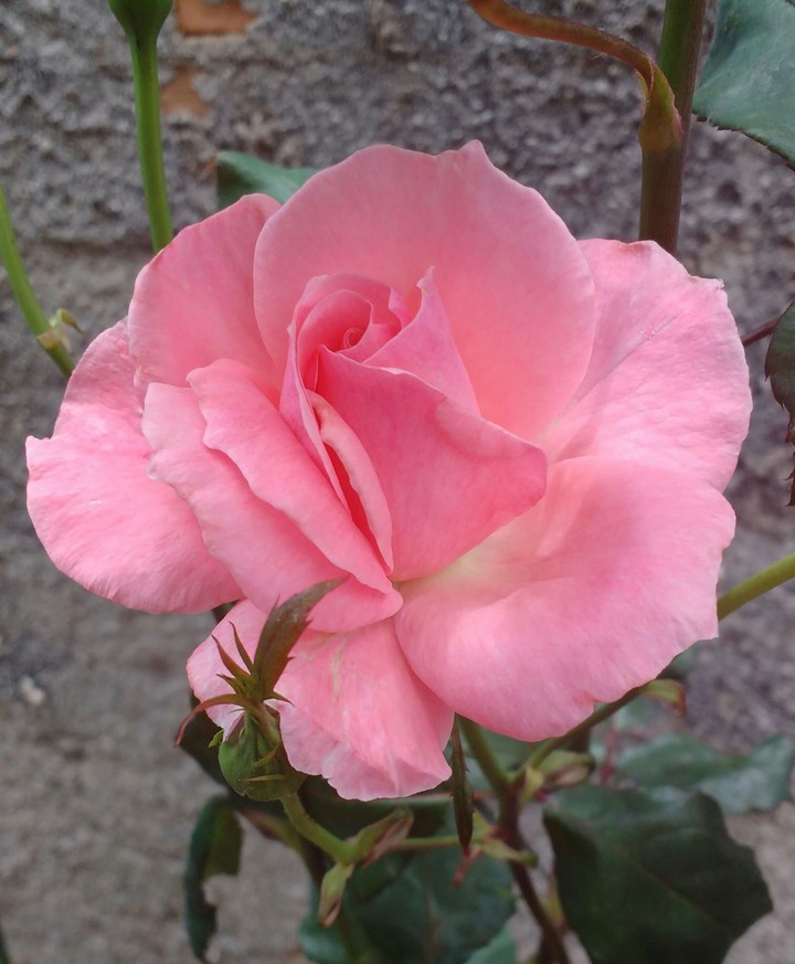 flores