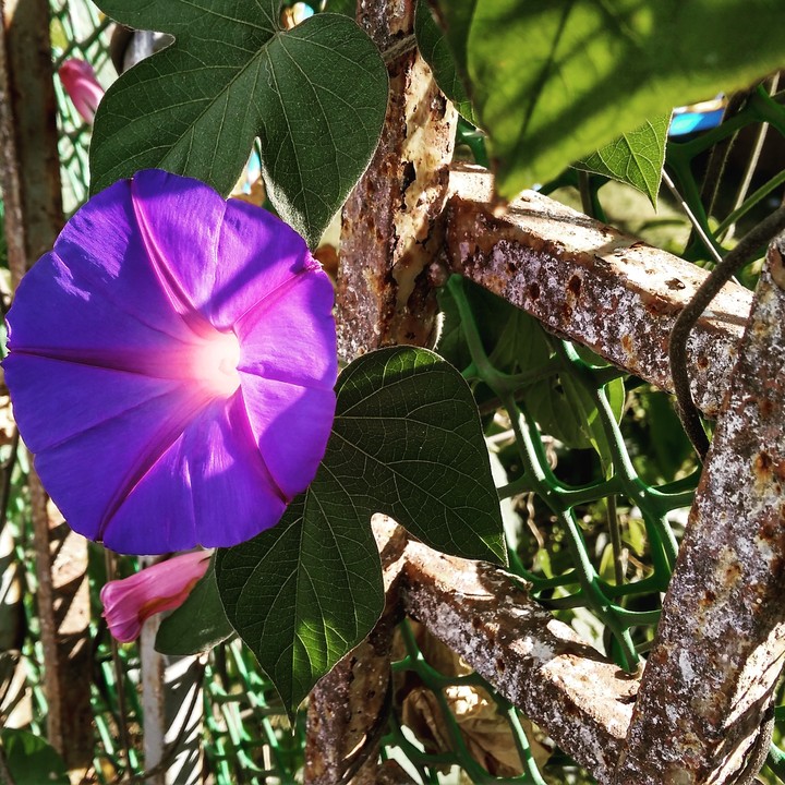 mussorie flowers