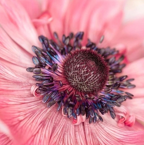 обои closeup, organism