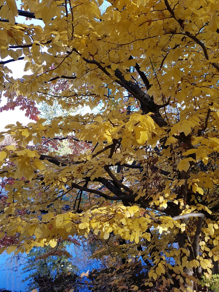 Herbst