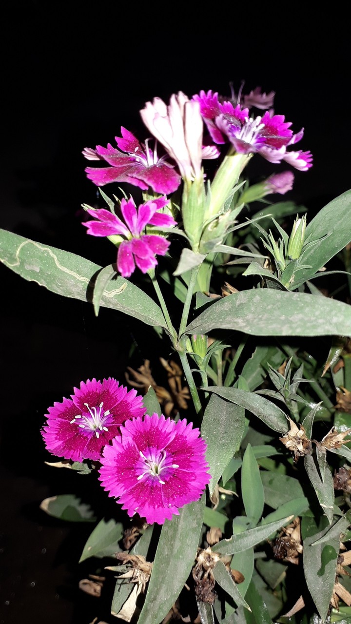 flowers