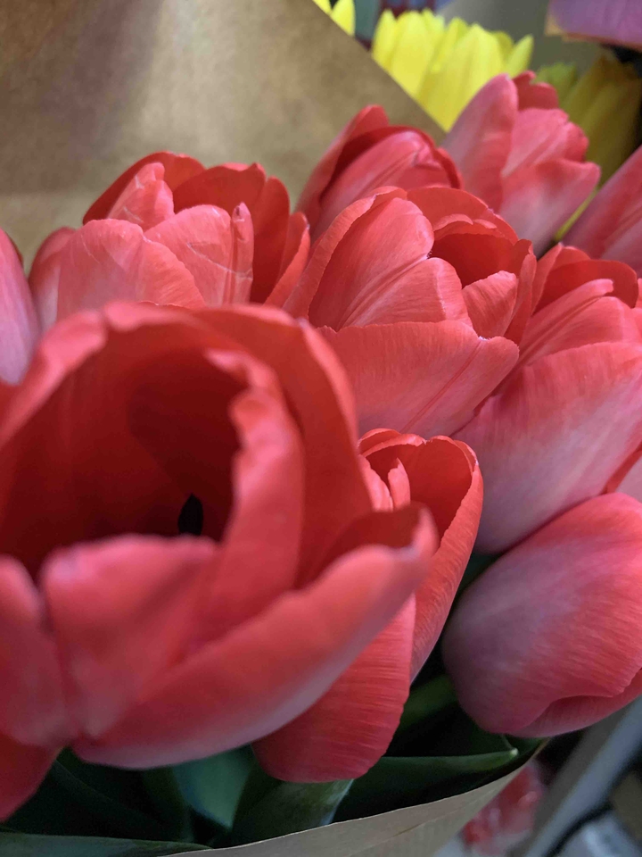 Scarlet flowers