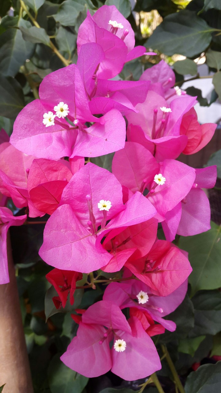 Flowers are always beautiful ☺