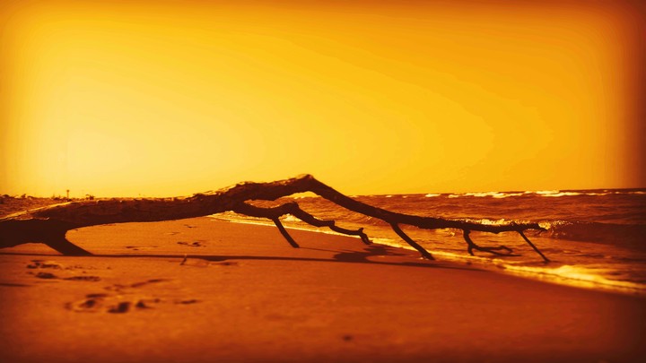 TreeOnTheBeach