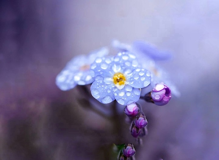 Forget-me-not