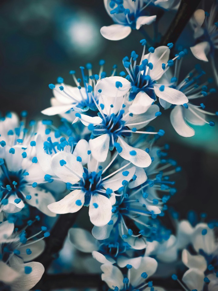 cherry_blossom