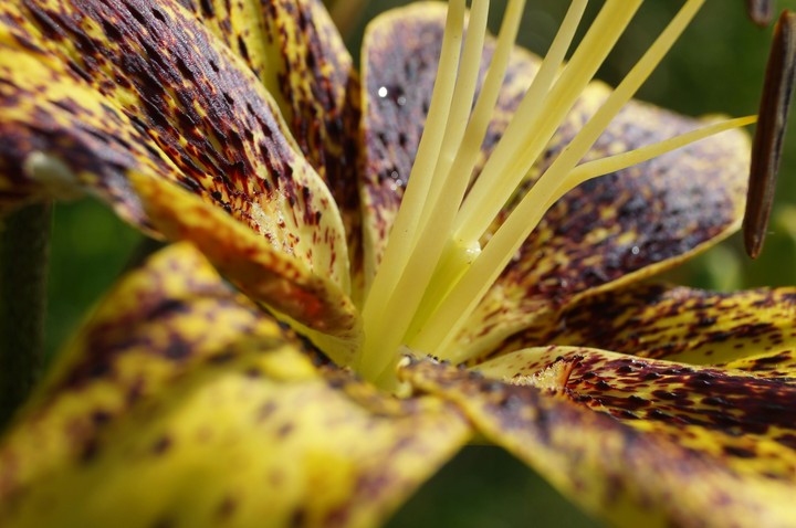 Yellow-brown star