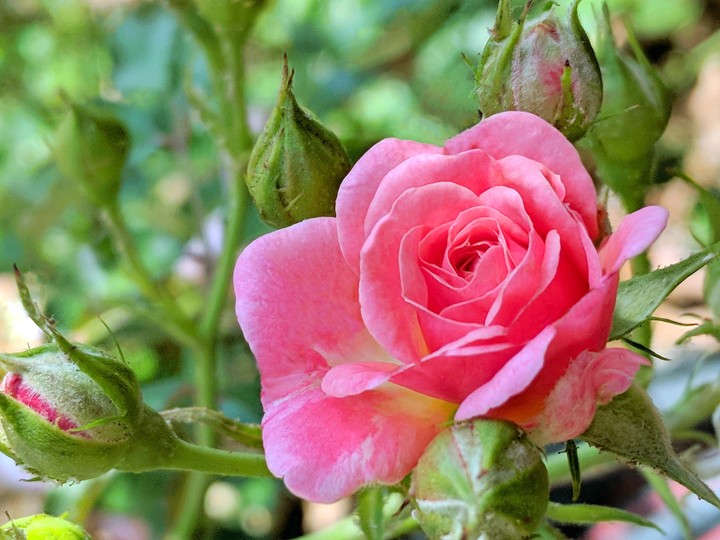 Soft Pink Rose 2