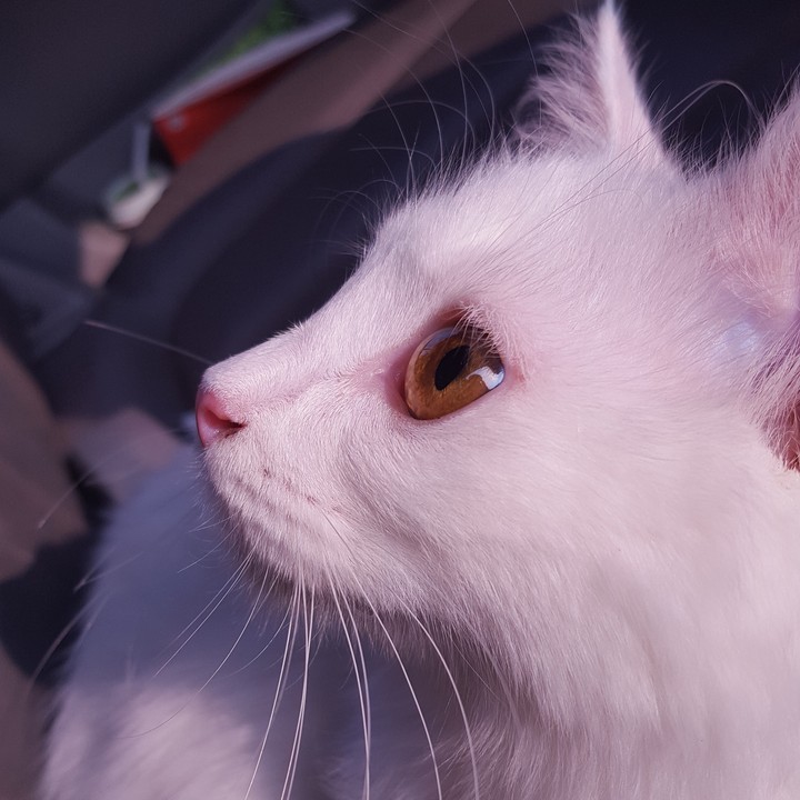 고양이 옆모습