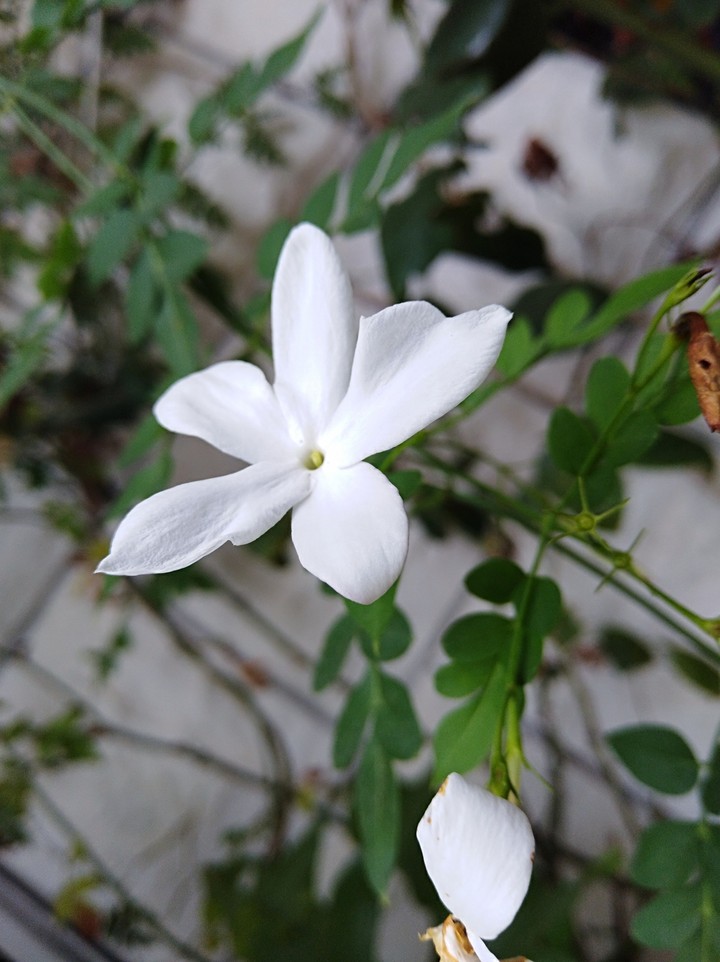 Jasmine flower