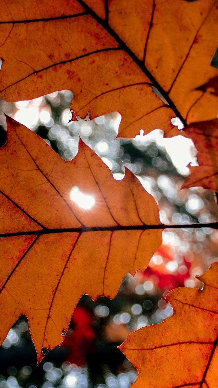 autumn
