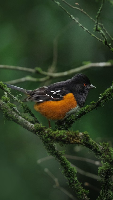 sfondi songbird, bird
