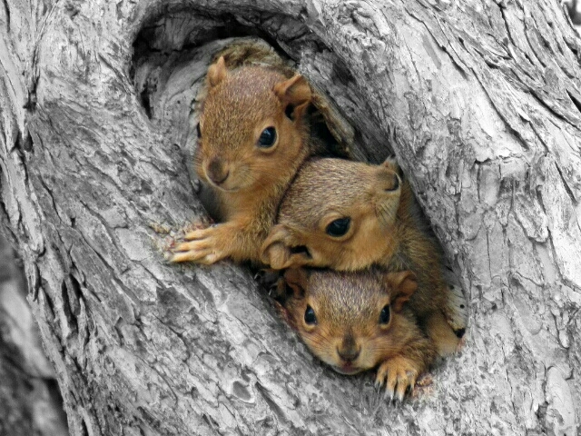 Nuts