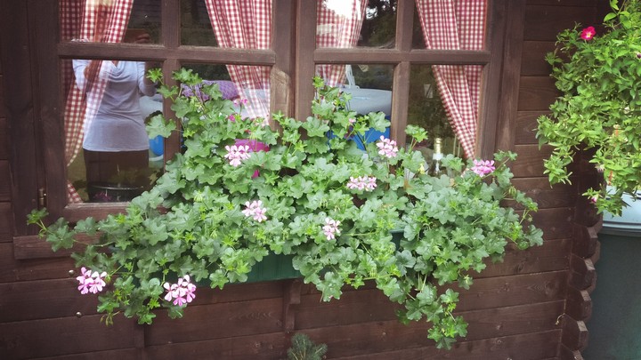 unser Garten