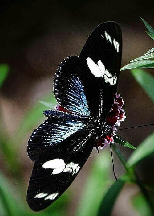 natureza
