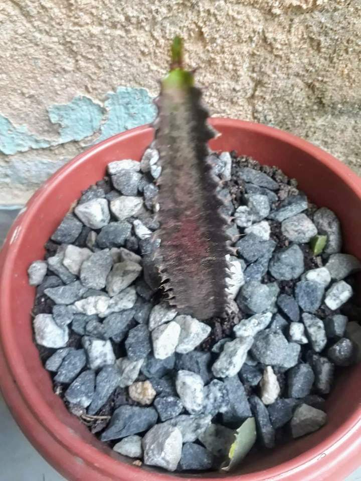 #SRS