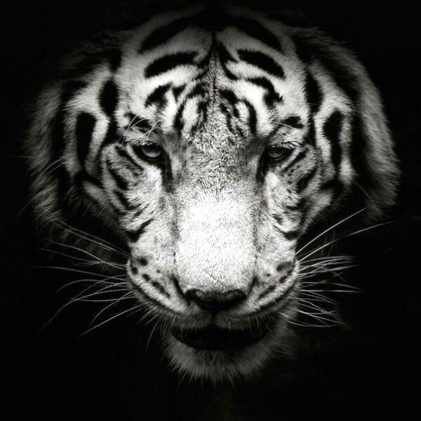 tiger