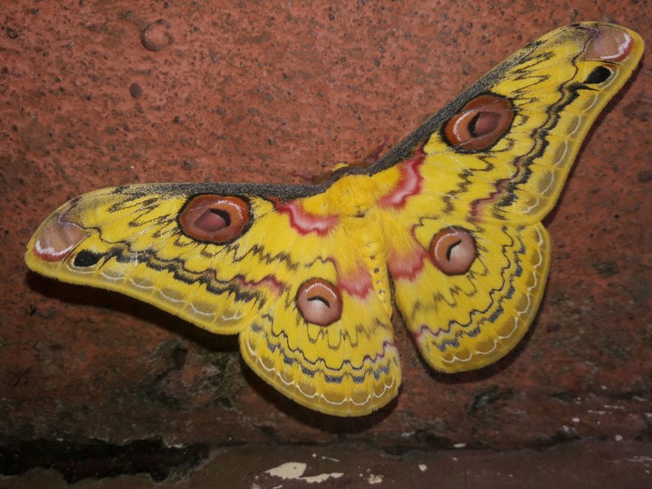 butterflie