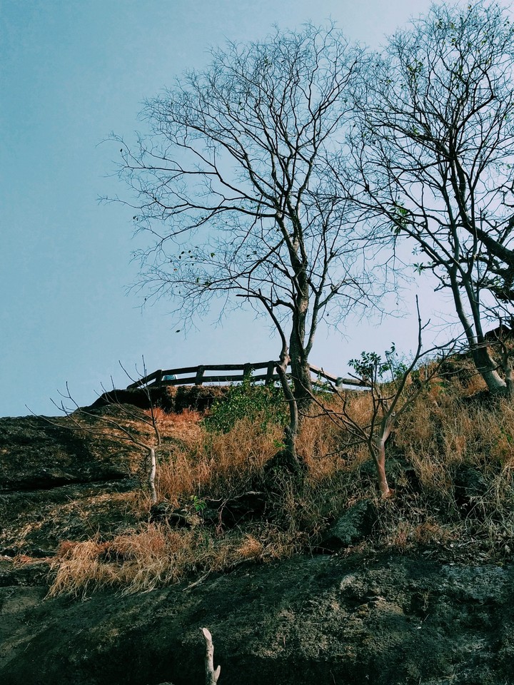 tree