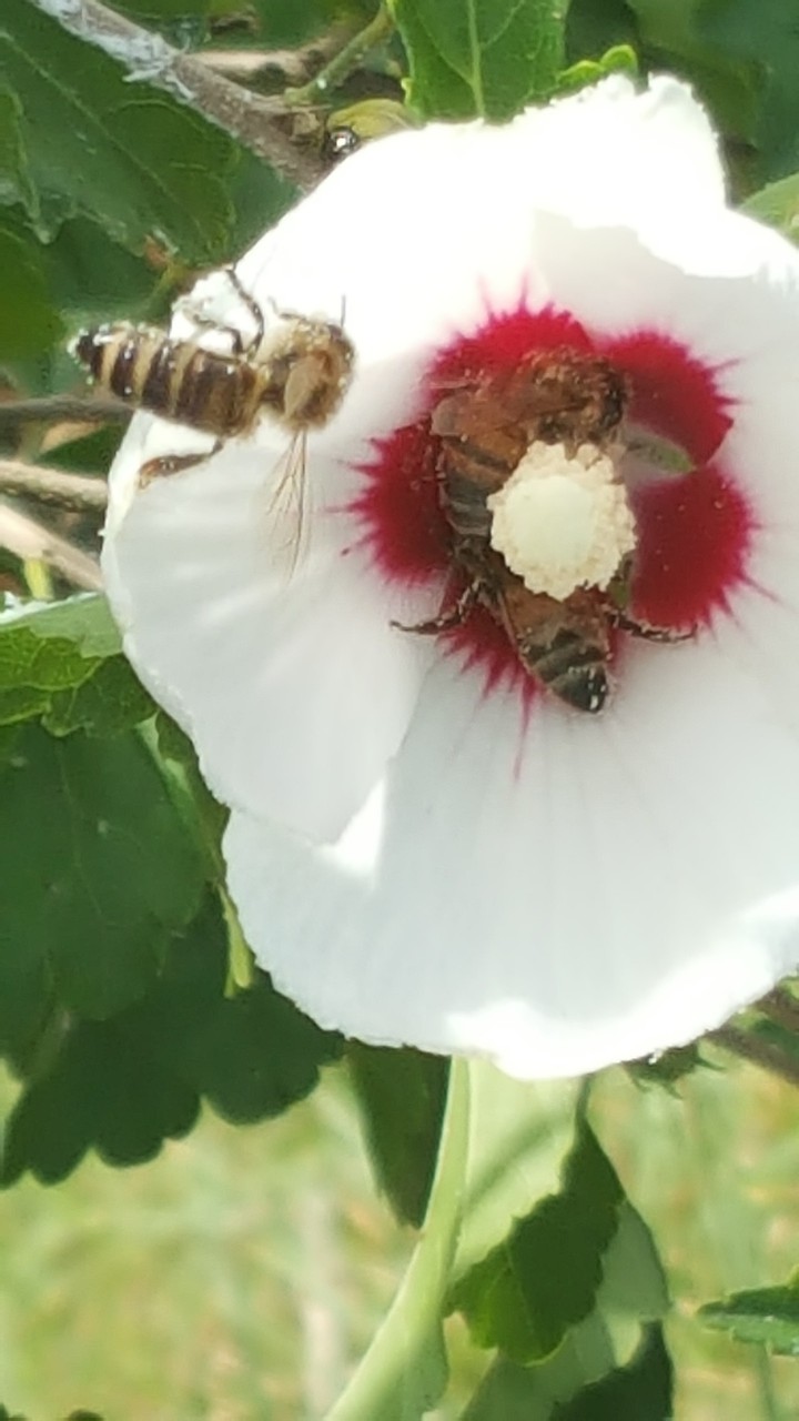 Bees